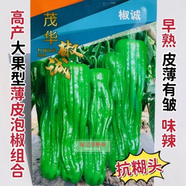 茂华椒诚抗糊头辣椒种子大果型薄皮泡椒种子高产皮薄味辣