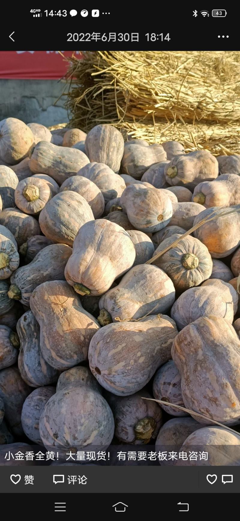 新野县花生南瓜