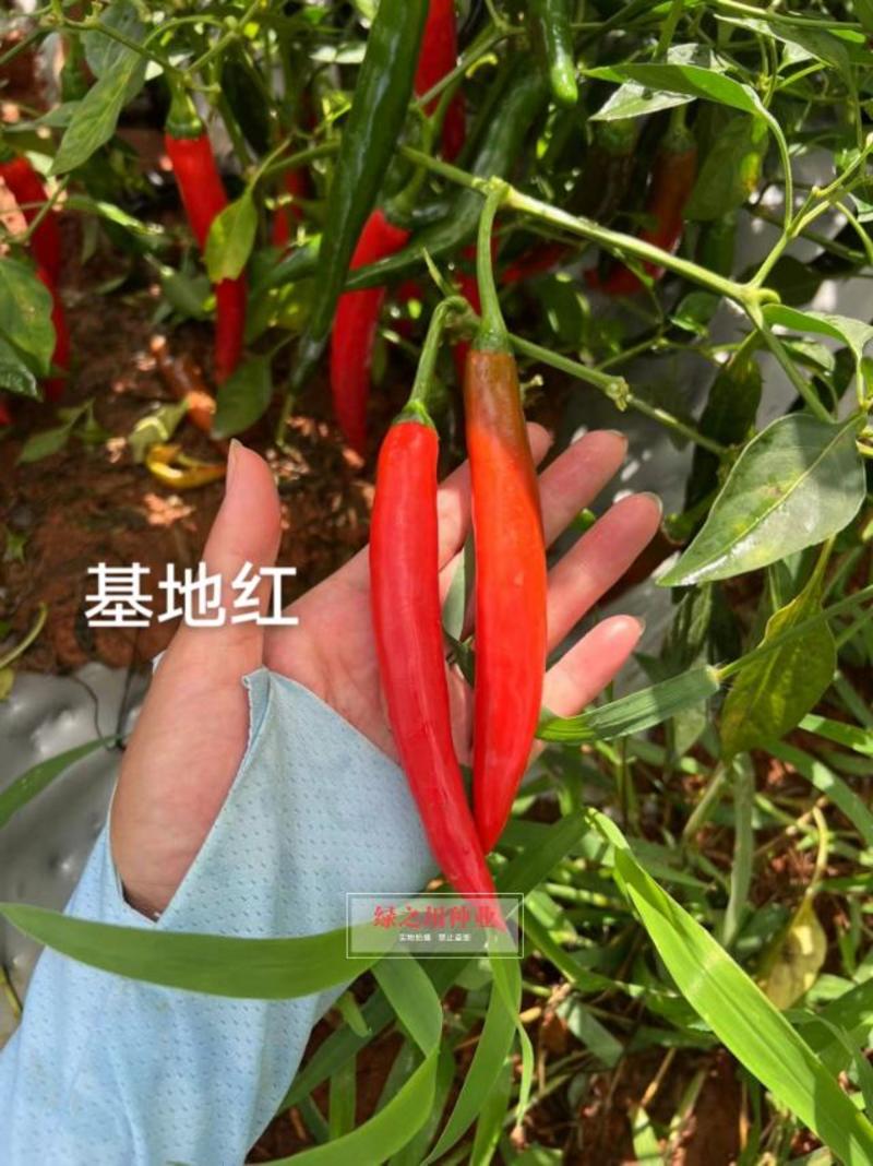 韩国进口种源大果美人椒种子基地红美人椒辣椒种子抗病耐裂