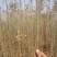 白蜡