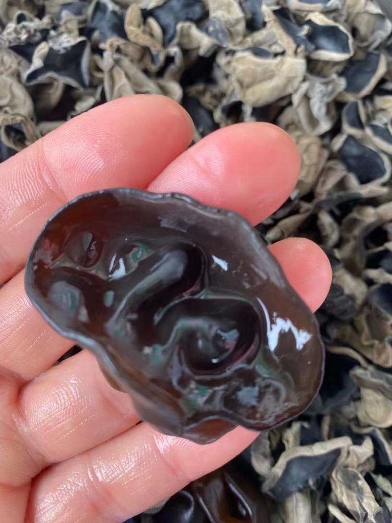长白山东北头茬秋木耳新货
