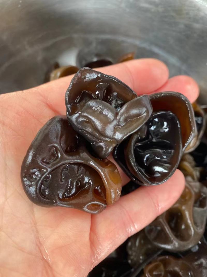 长白山东北头茬秋木耳新货
