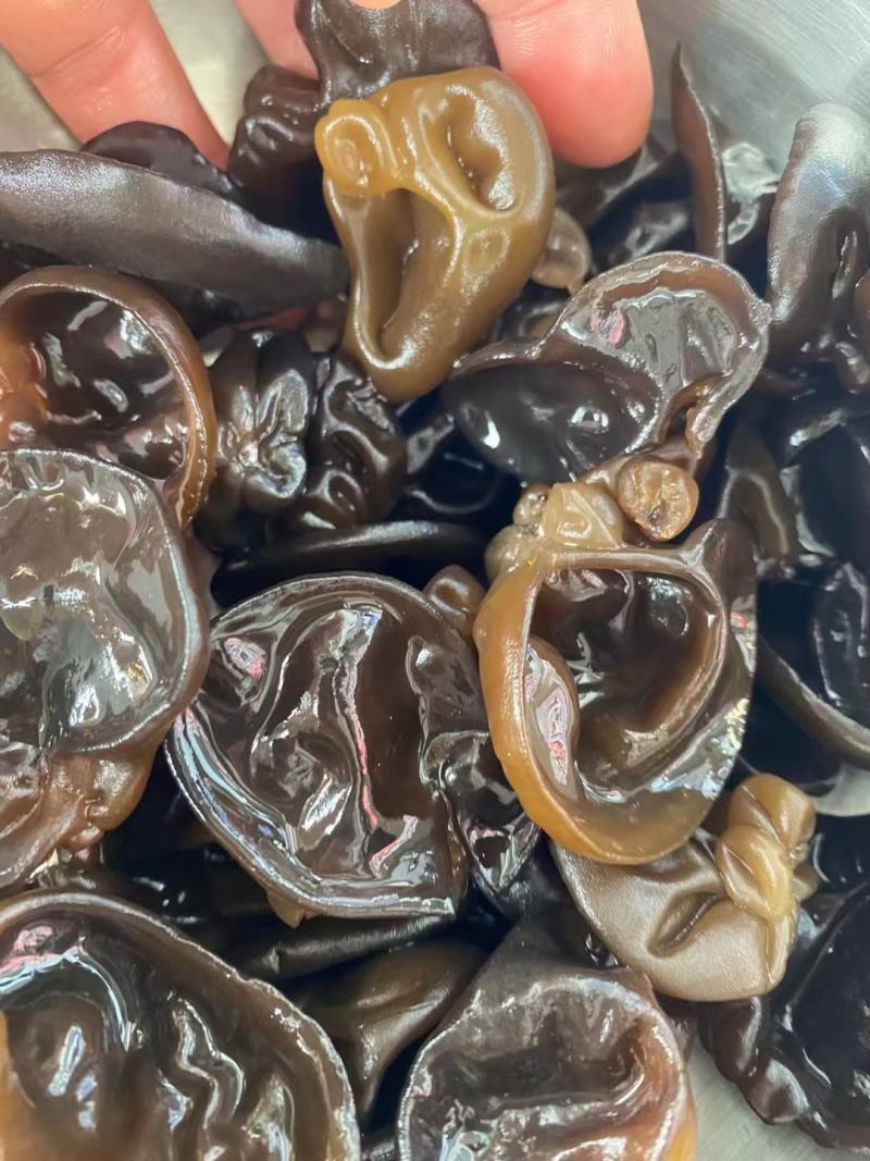 长白山东北头茬秋木耳新货