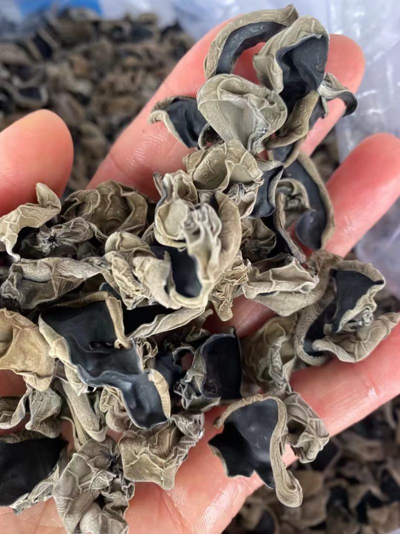 长白山东北头茬秋木耳新货