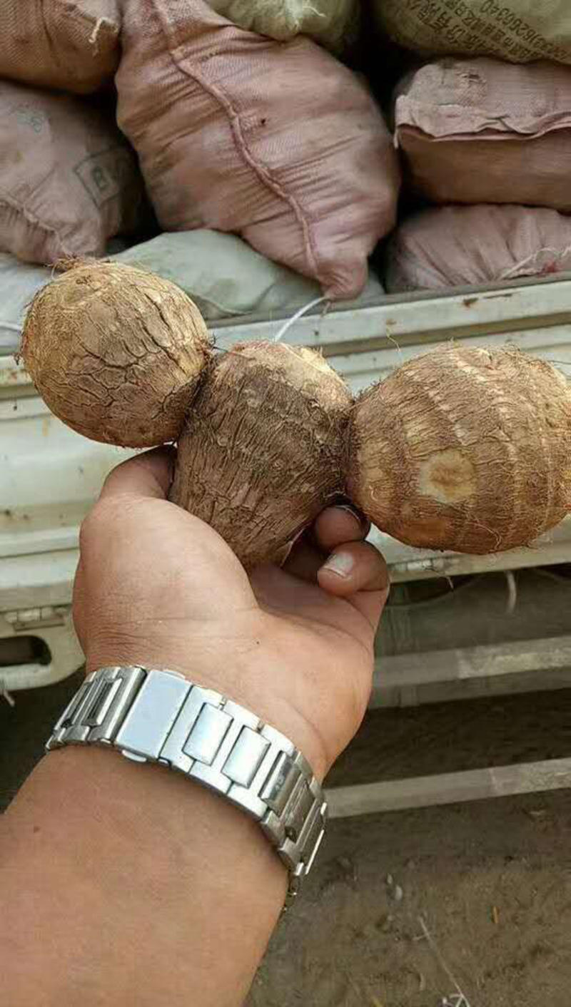 山东优质芋头品种齐全对接电商、市场、加工等