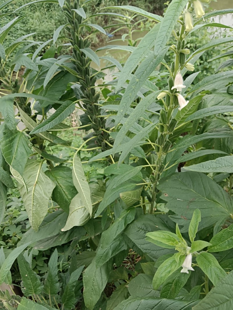 芝麻棒