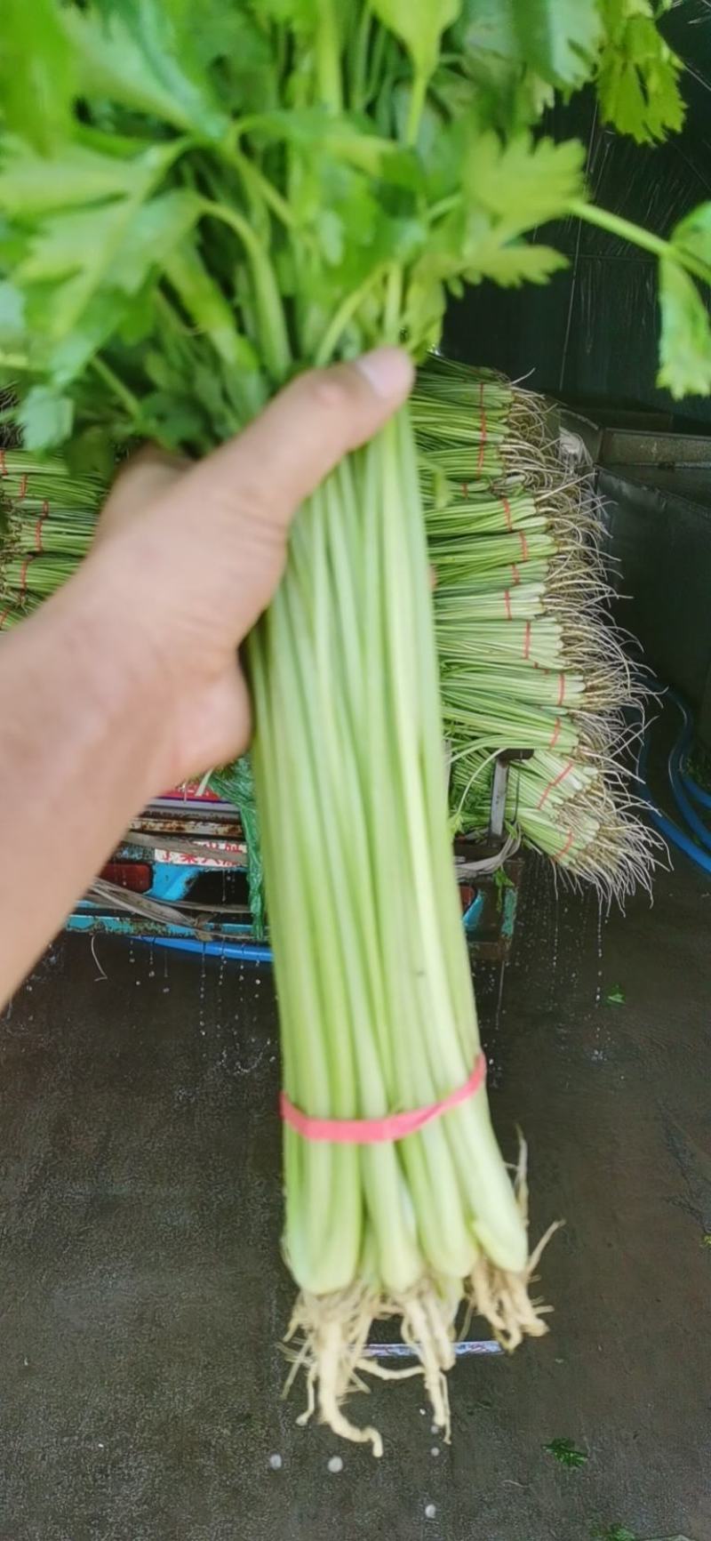 大量提供香芹每天有货一手货源，另有上海青小白菜。