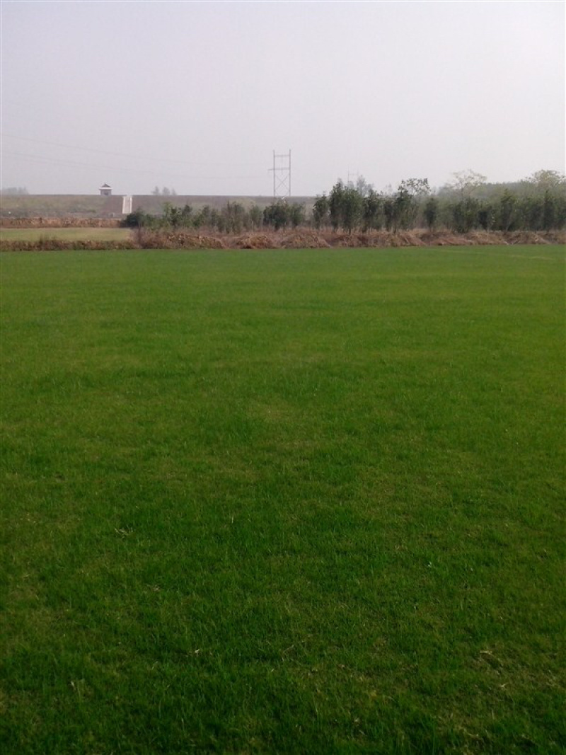 大草坪