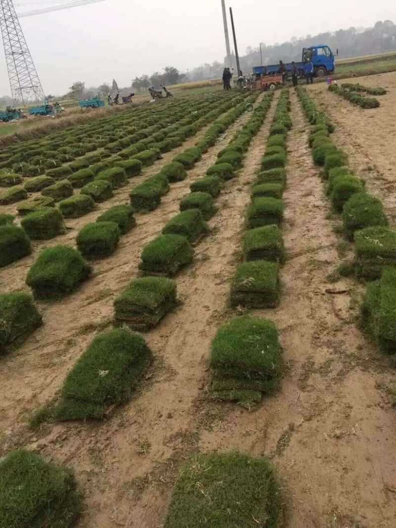 大草坪