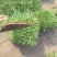 大草坪
