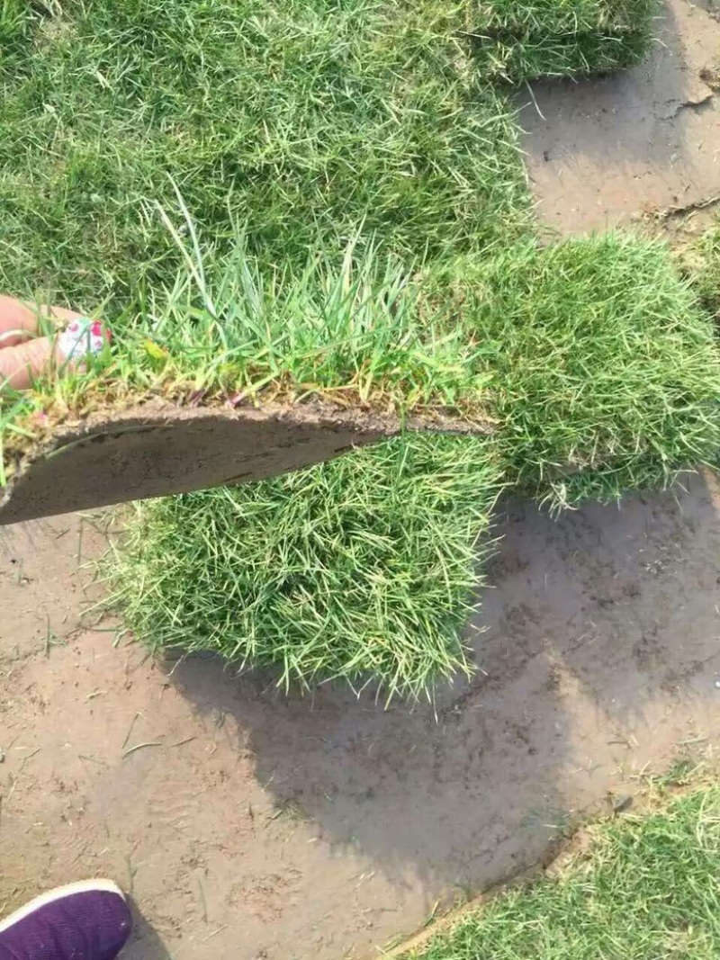 大草坪