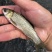 草鱼苗混子皖鱼一斤5尾左右冬片江苏常州