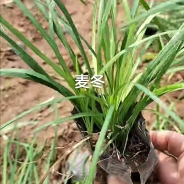 麦冬，一手货源，产地发货，量大质优，大量供应，欢迎联系