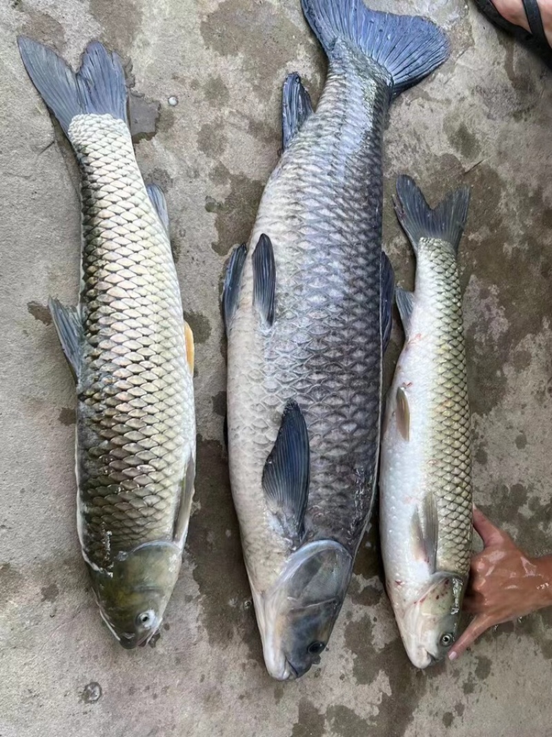 螺蛳青青鱼苗黑皖鱼乌青鱼苗每斤20尾常州