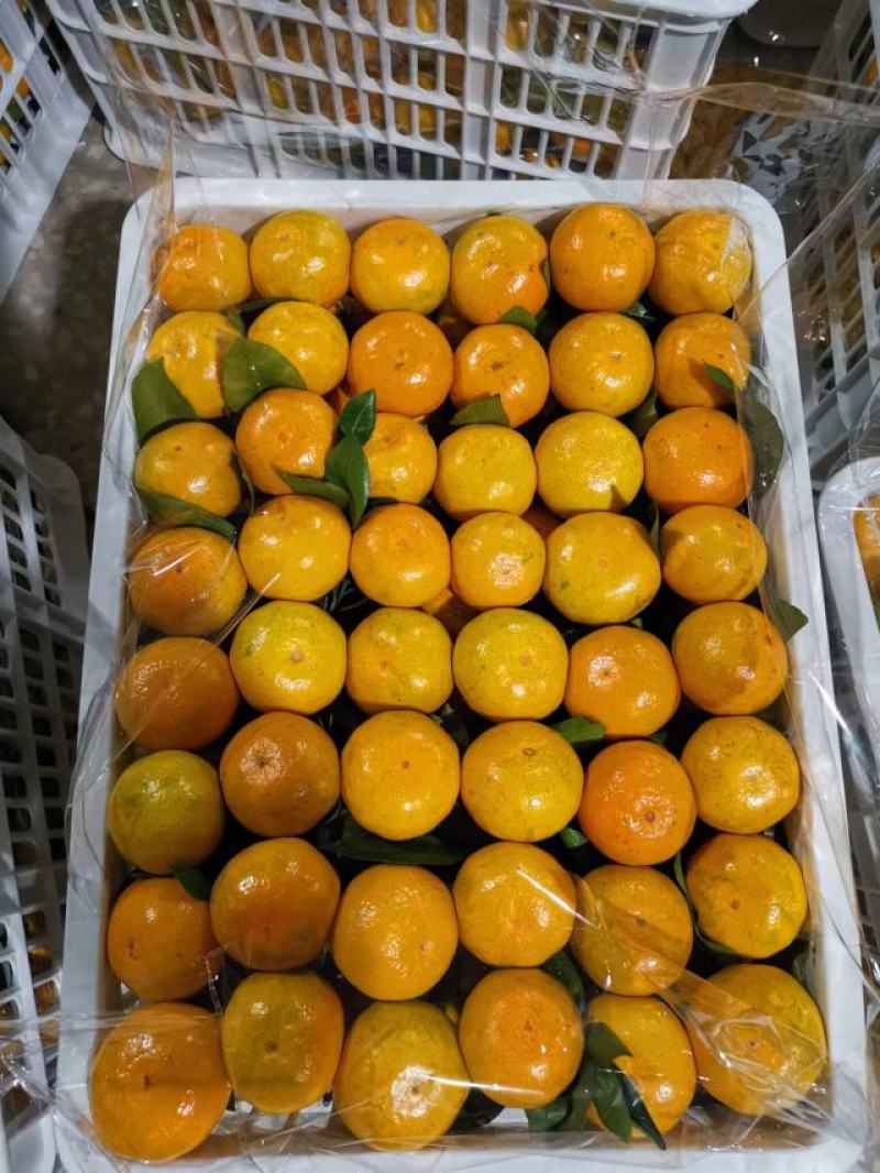 [优选]资兴蜜桔大量上市视频现场看货来电咨询更优惠
