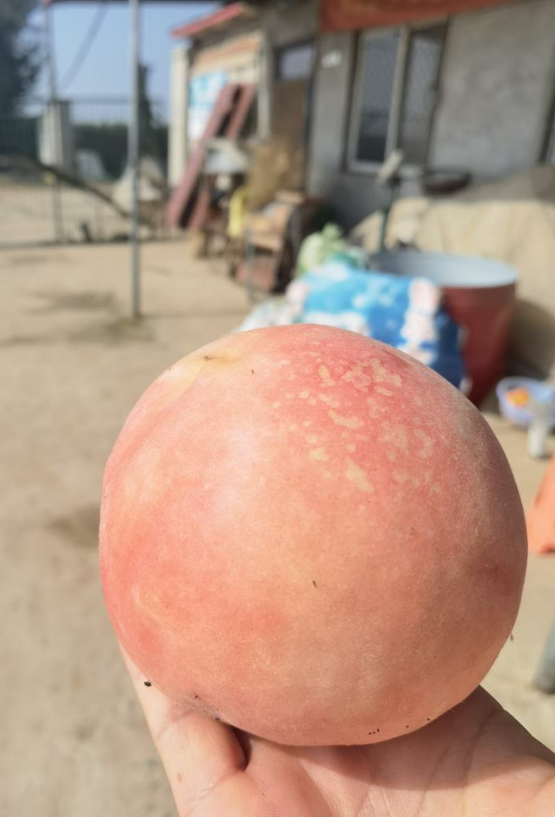 肥乡区鲜桃上市，品种：秋锦，口感脆甜，果肉细腻，果色好