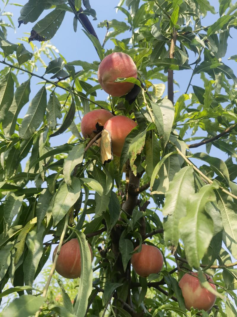 肥乡区鲜桃上市，品种：秋锦，口感脆甜，果肉细腻，果色好