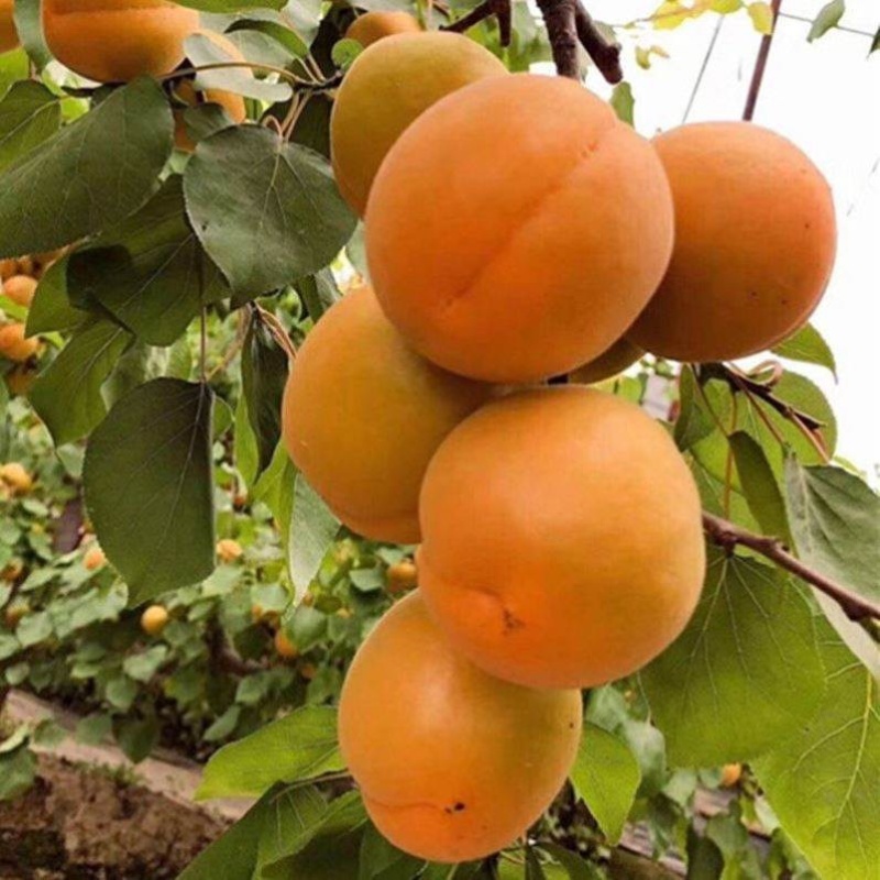 金太阳杏树苗离核嫁接苗适合南北方种植推荐！
