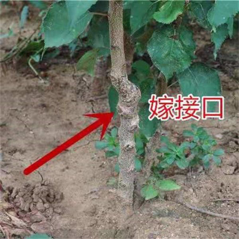 金太阳杏树苗离核嫁接苗适合南北方种植推荐！