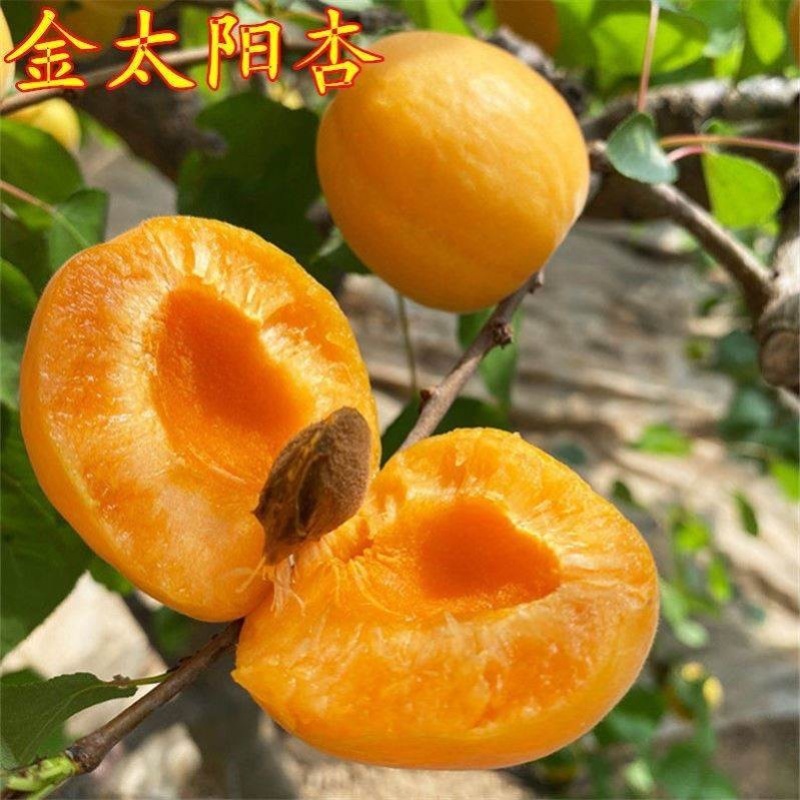 金太阳杏树苗离核嫁接苗适合南北方种植推荐！