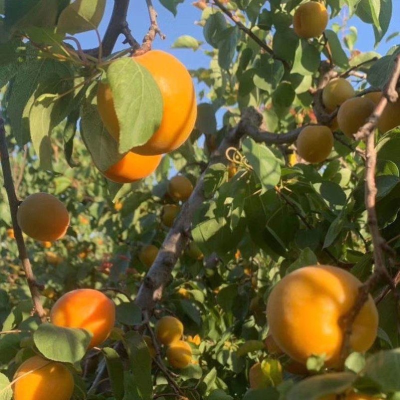 金太阳杏树苗离核嫁接苗适合南北方种植推荐！