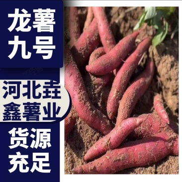 【河北龙薯九号】大量上市货源充足质优价廉欢迎全国客户订购