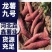 【河北龙薯九号】大量上市货源充足质优价廉欢迎全国客户订购