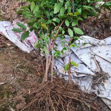 储良龙眼苗品种纯证货源充足大量供应
