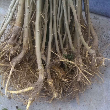 构树苗