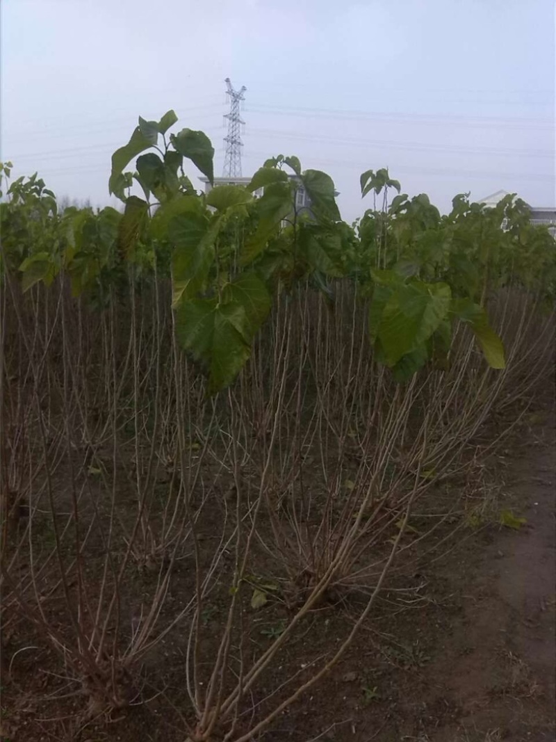 构树苗