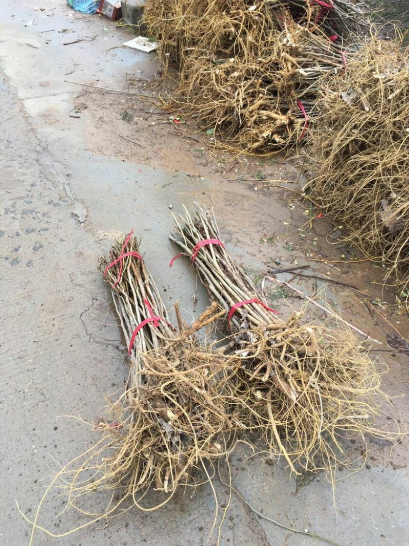 构树苗