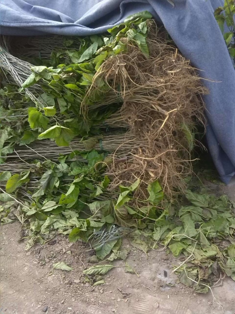 构树苗