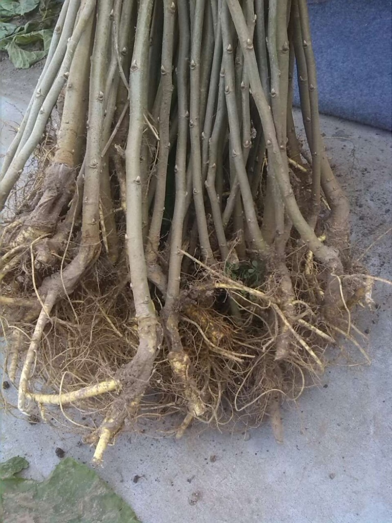 构树苗