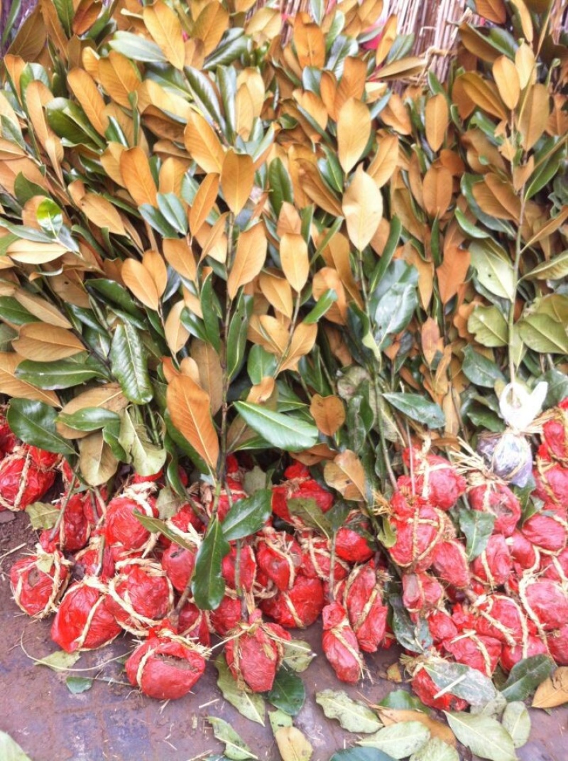 广玉兰
