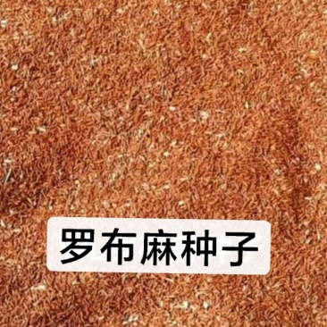 罗布麻种子