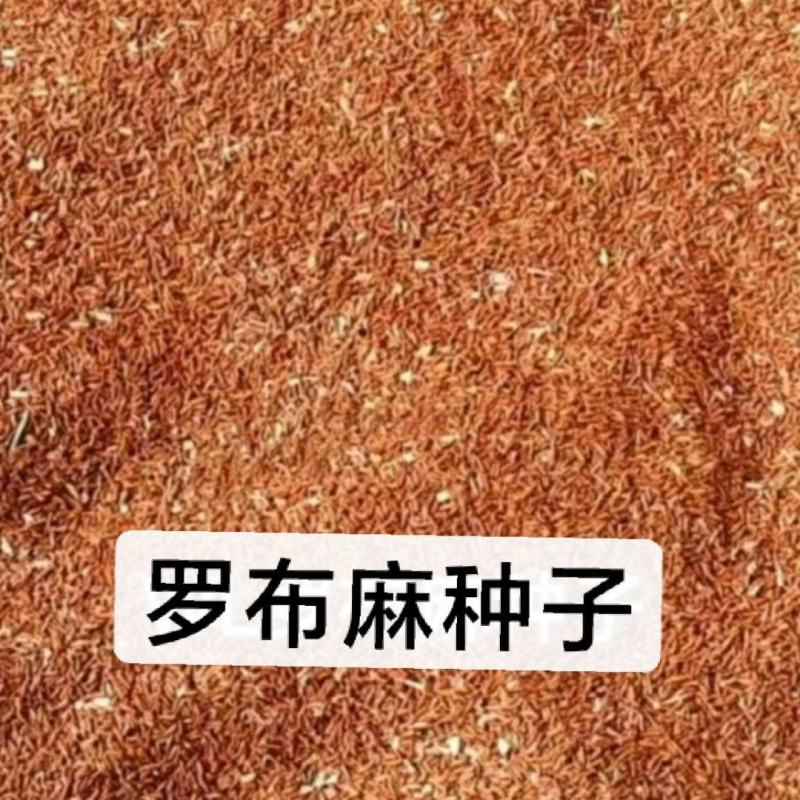 罗布麻种子