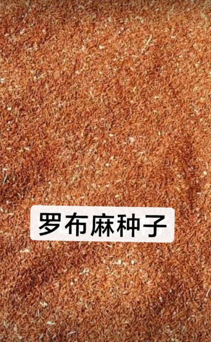 罗布麻种子