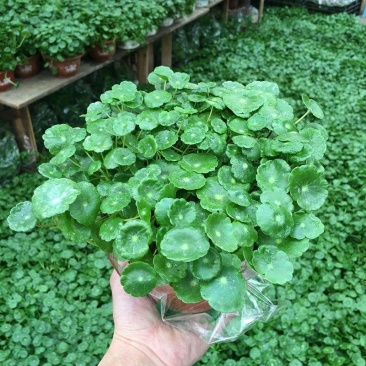 铜钱草【四季常青】办公室室内阳台水培土培盆栽植物吸甲醛