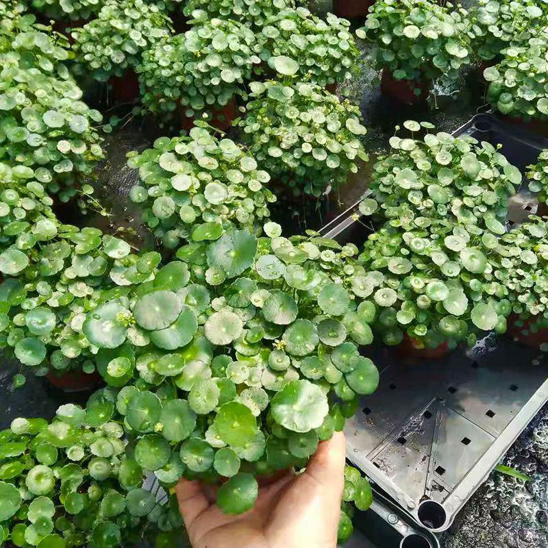 铜钱草【四季常青】办公室室内阳台水培土培盆栽植物吸甲醛
