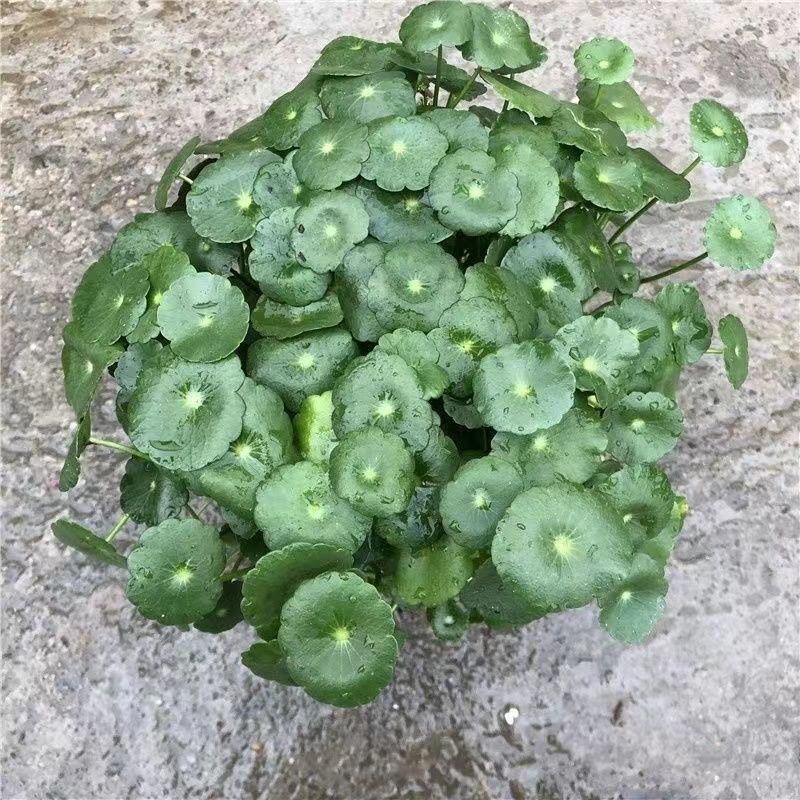 铜钱草【四季常青】办公室室内阳台水培土培盆栽植物吸甲醛