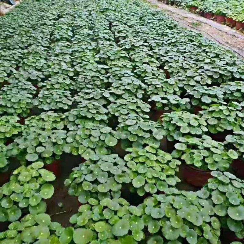 铜钱草【四季常青】办公室室内阳台水培土培盆栽植物吸甲醛