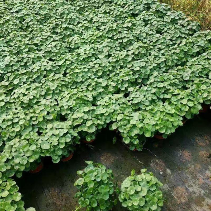 铜钱草【四季常青】办公室室内阳台水培土培盆栽植物吸甲醛
