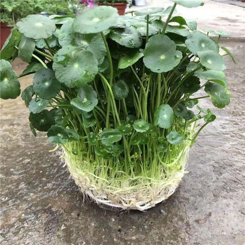 铜钱草【四季常青】办公室室内阳台水培土培盆栽植物吸甲醛