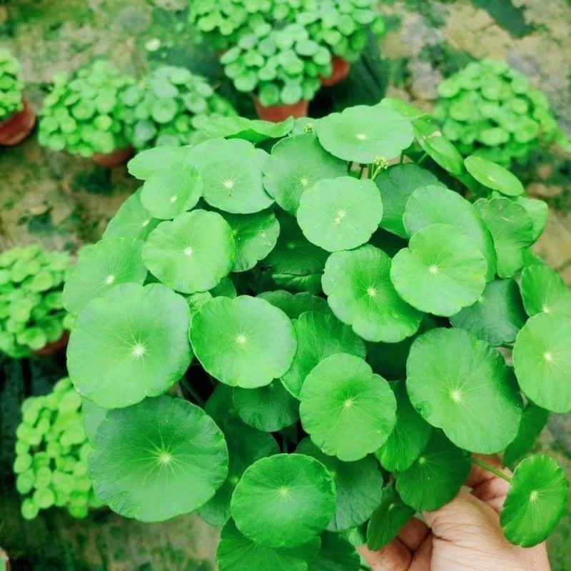铜钱草【四季常青】办公室室内阳台水培土培盆栽植物吸甲醛