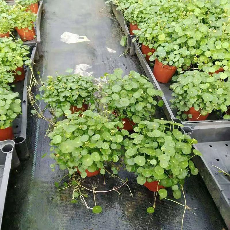 铜钱草【四季常青】办公室室内阳台水培土培盆栽植物吸甲醛