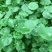 铜钱草【四季常青】办公室室内阳台水培土培盆栽植物吸甲醛