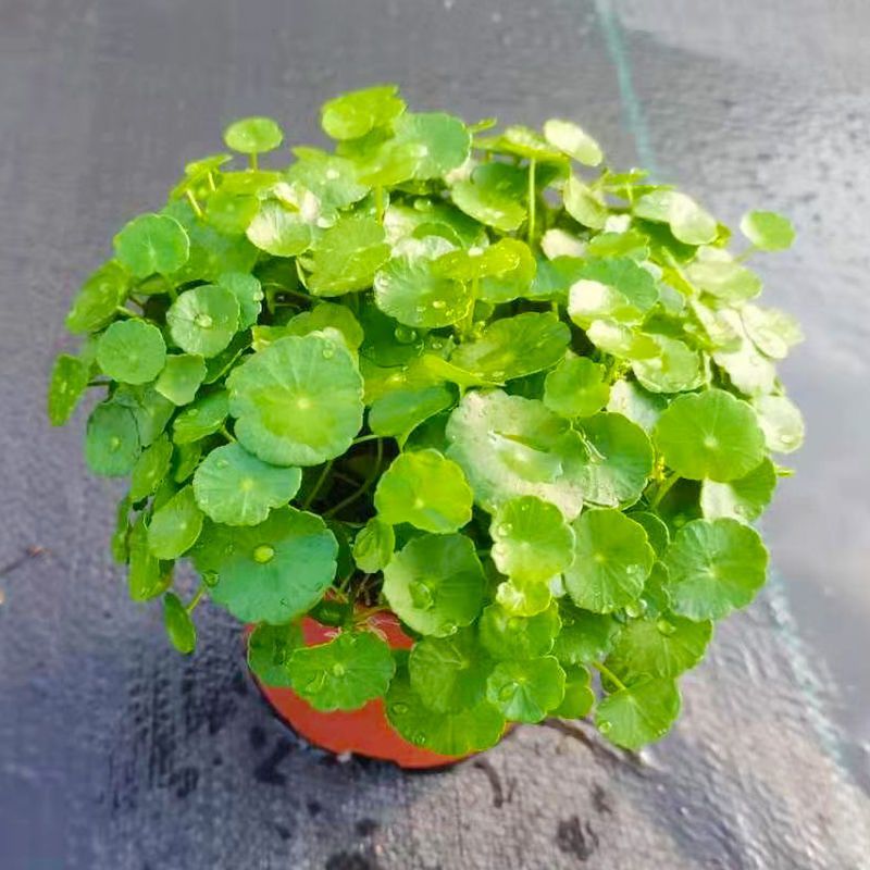 铜钱草【四季常青】办公室室内阳台水培土培盆栽植物吸甲醛