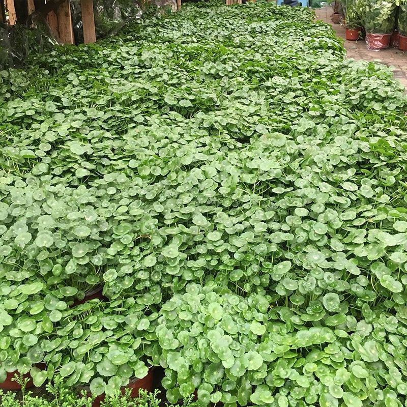 铜钱草【四季常青】办公室室内阳台水培土培盆栽植物吸甲醛