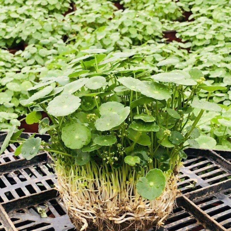 铜钱草【四季常青】办公室室内阳台水培土培盆栽植物吸甲醛