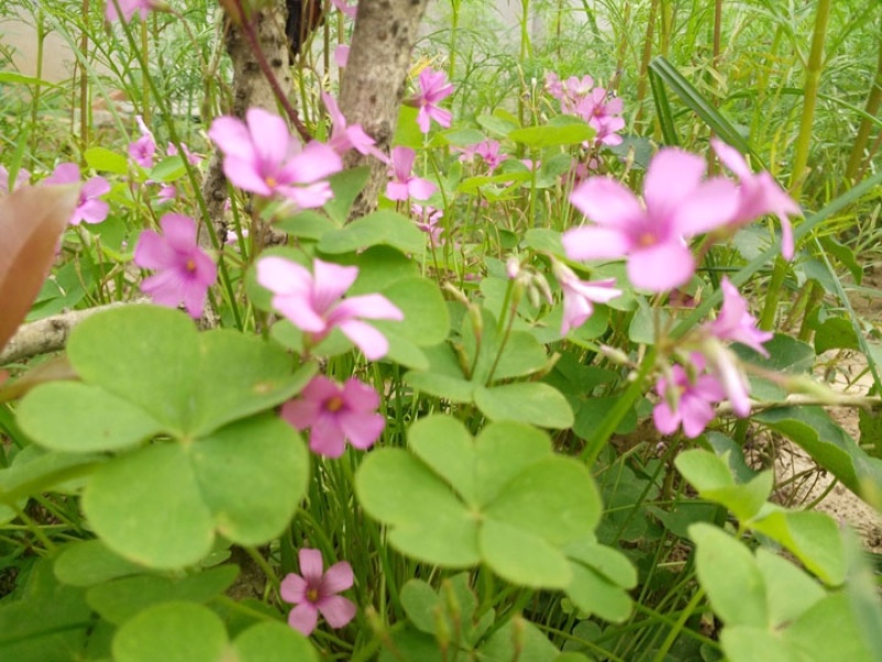 红花酢浆草